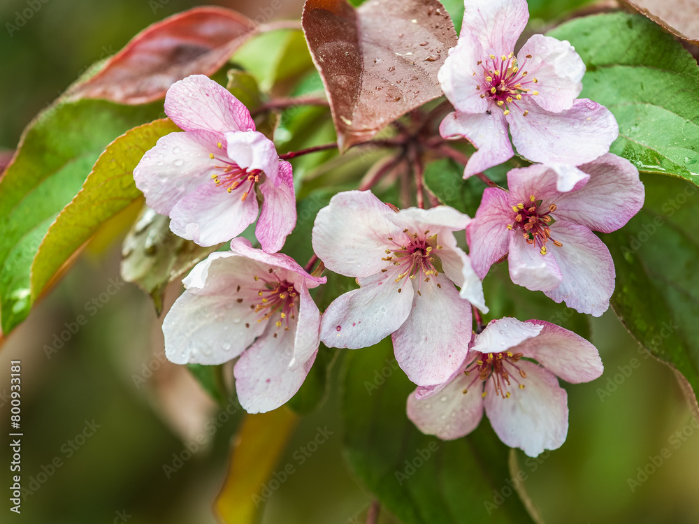 Wall mural Fresh pink flowers of a blossoming apple tree with blured background