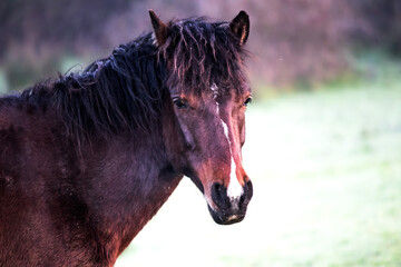 Portrait of a horse. Brown wild horse looking at camera. Animal. No people.