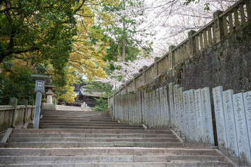 Kotohira, Kagawa, Japan - April 7 2024 : Konpira Shrine ( aka Konpira-san or Kotohira-Gu ) stone steps. Cherry blossoms in full bloom in the spring.