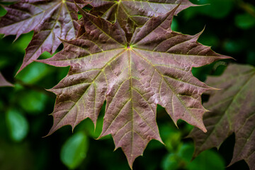 Kontrast der Natur: Verfärbtes Blatt in Nahaufnahme
