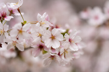Close up of a branch of Somei Yoshino cherry blossom in spring.