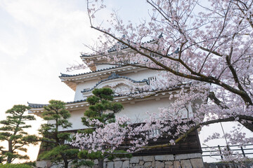 Marugame Castle with cherry blossoms in full bloom in the spring. Kagawa, Japan.