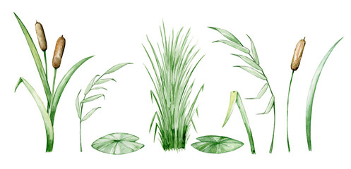 sedge reeds swamp plant set, watercolor set - obrazy, fototapety, plakaty