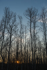 evening tree silhouette
