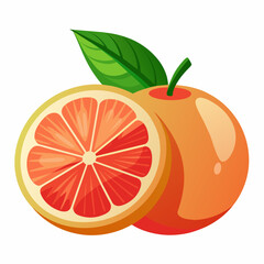 Grapefruit vector art illustration (13)