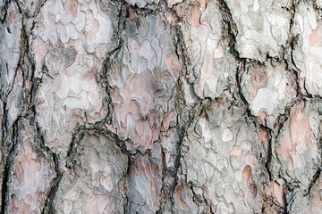 Close up of pine tree bark background