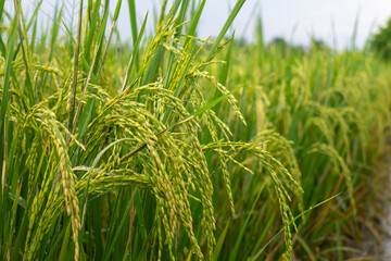 close up of ripe green rice field in the morning