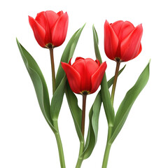 Naklejka premium red tulips on a transparent background