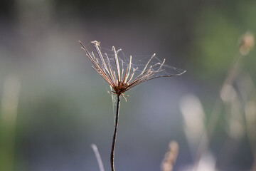dried and brown flower spike of Hogweed (Heracleum sphondylium) isolated on a natural background