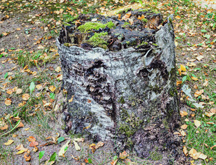 rotten old birch stump with moss in summer