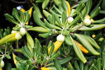 fruit and leaves of the Australian laurel or Japanese pittosporum or mock orange (Pittosporum tobira)