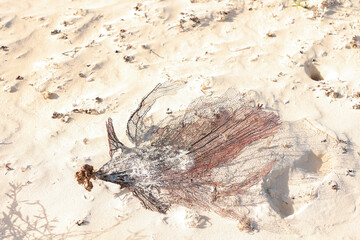 Piece of dead coral on the white sand of the beach Cuba Caya Coco