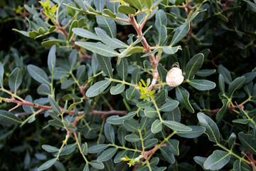 green leaves of Lentisk or mastic (Pistacia lentiscus) on a natural background