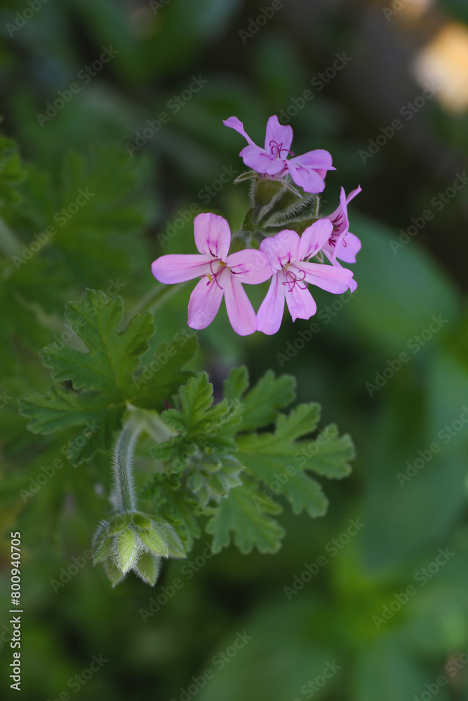 Wall mural pink flowers of rose geranium isolated in a garden