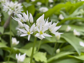 closeup on white flowers of ramsons wild garlic blooming in a forest