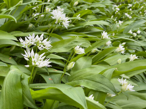 white flowers of ramsons wild garlic blooming in a forest