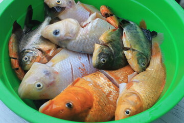Raw red goldfish, tilapia, and pomfret in a green plastic container on the table

