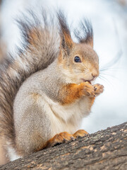 The squirrel with nut sits on tree in the winter or late autumn