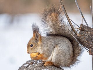 Portrait of a squirrel in winter on white snow background