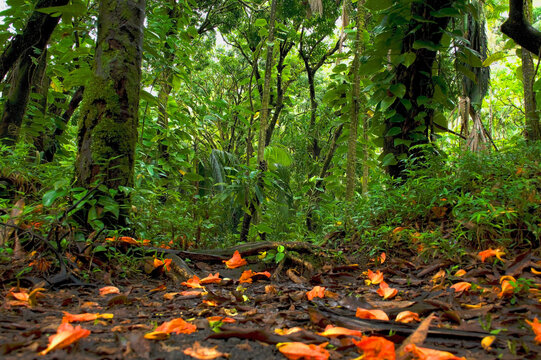 Big Island back road
