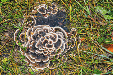 fungal sponges on a plum tree stump
