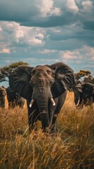 An elephant standing in a tall grass field looking at the camera with a cloudy sky in the background