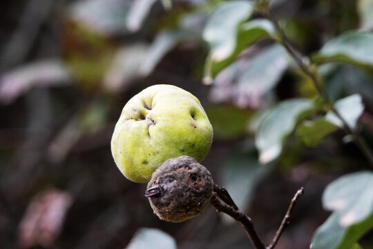 green unripe quince (Cydonia oblonga) fruit and leaves isolated on a natural background