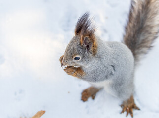 Portrait of a squirrel in winter on white snow background