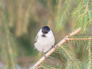 Cute bird the willow tit, song bird sitting on the fir branch