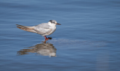 whiskered tern on a stone in the marsh