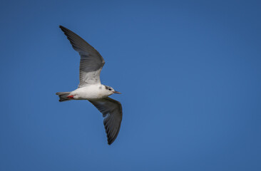 whiskered tern in flight over the lagoon	