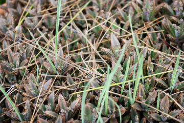 mass of succulent plants with plantlets