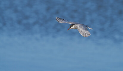 whiskered tern in flight over the lagoon	 - obrazy, fototapety, plakaty