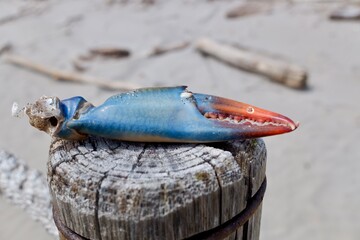 Blue crab claws detail on a seashore