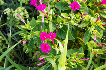 Pink Marvel of Peru or four o'clock flower (Mirabilis jalapa) growing wild in Menorca