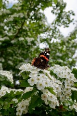 butterfly on white hawthorn flowers