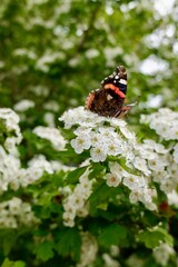 butterfly on white hawthorn flowers