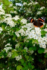 butterfly on white hawthorn flowers