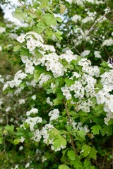 howthorn flowers on a bush during a spring day