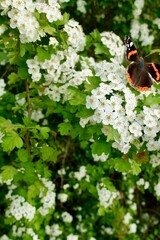 butterfly on white hawthorn flowers