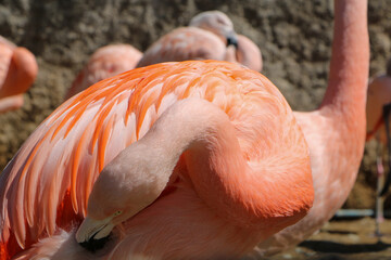 pink flamingo in zoo
