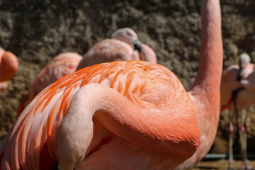 pink flamingo on the beach