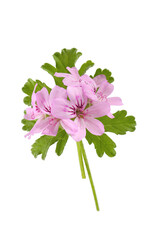 pink flowers of rose geranium isolated on a white background