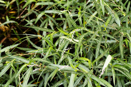 Water pepper or marshpepper knotweed (Persicaria hydropiper) growing in a natural settting