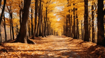 Enchanting Autumn Forest Path