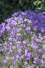 purple rockcress ground cover, aubretia