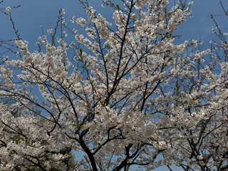 Obraz premium korea cherry blossom nature attraction white pink