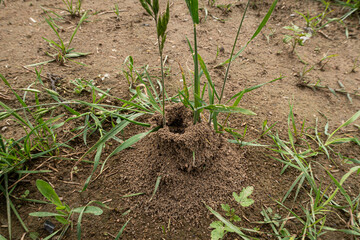 Ants anthill close up detail vision pile soil heap small