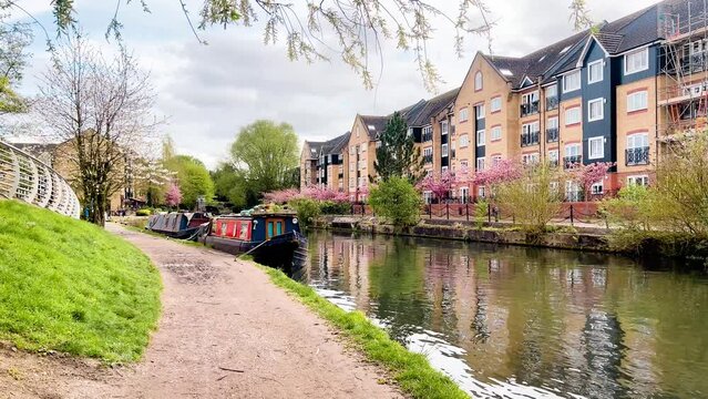 Beautiful pink blooming trees lining a residential area along the tranquil canal in Apsley, creating a picturesque spring scene in Hertfordshire countryside, England, United Kingdom. High quality 4k