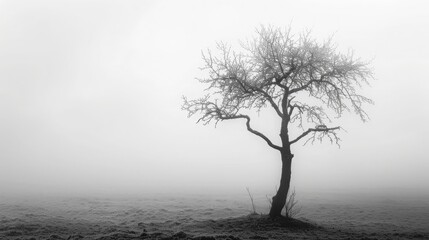 Obraz premium A lone tree standing tall in a misty morning fog, its branches reaching out towards the sky.